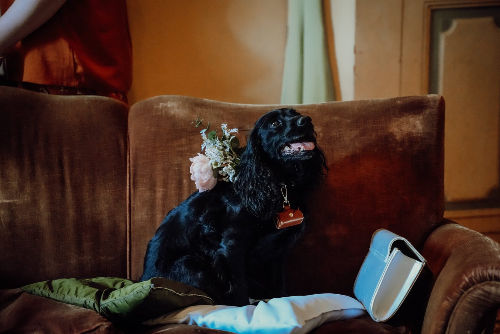 Cane nero con fiori al collare su una poltrona di velluto